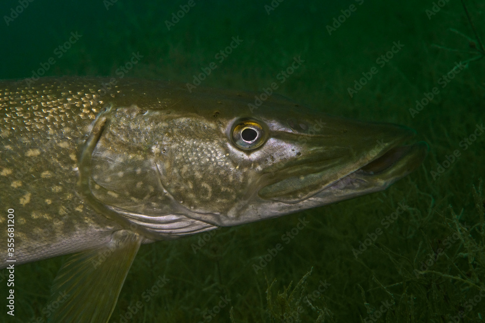 Fototapeta premium Pike Portrait, Hecht Portrait (Esox lucius)