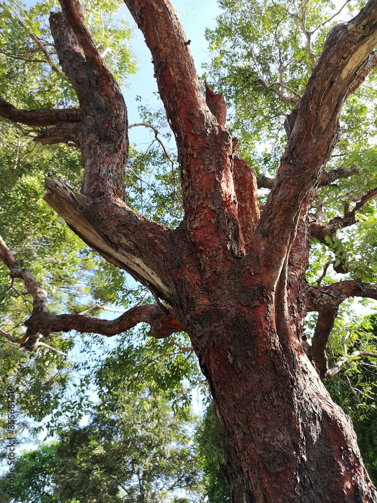 large trunk bark tree texture nature background