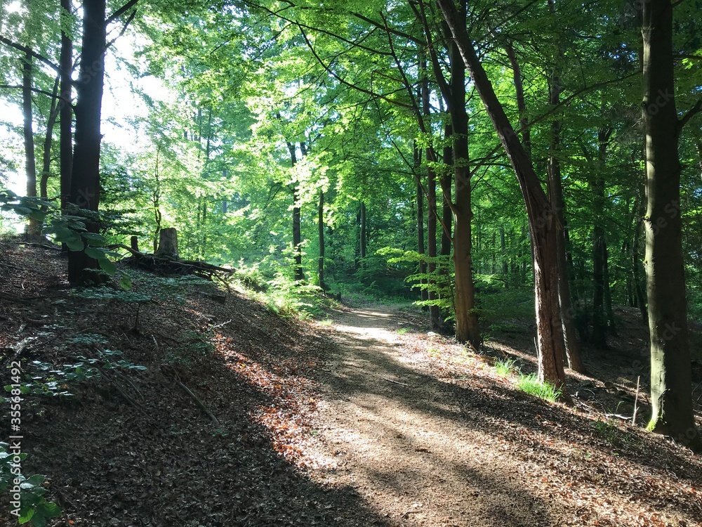 Waldweg mit Morgensonne, die durch die Bäume scheint Waldweg mit Morgensonne, die durch die Bäume scheint