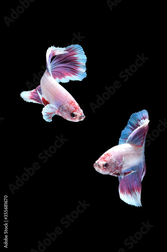 Photography Two dancing of betta siamese fighting fish (Halfmoon lavender in white purple co