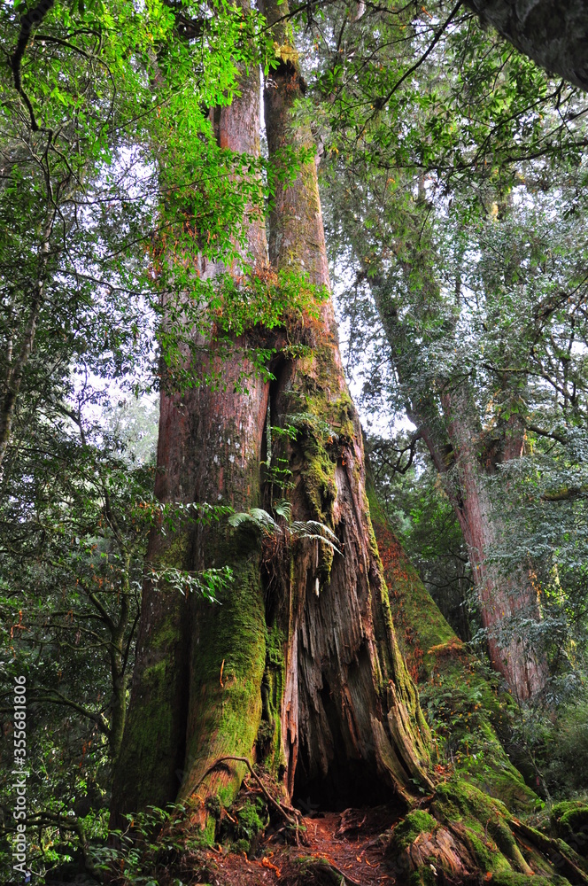 A 3000 years old sacred tree in Alishan National Scenic Area
A 3000 years old sacred tree in Alishan National Scenic Area