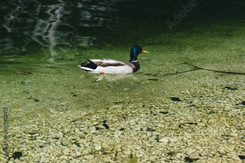 Lake and duck