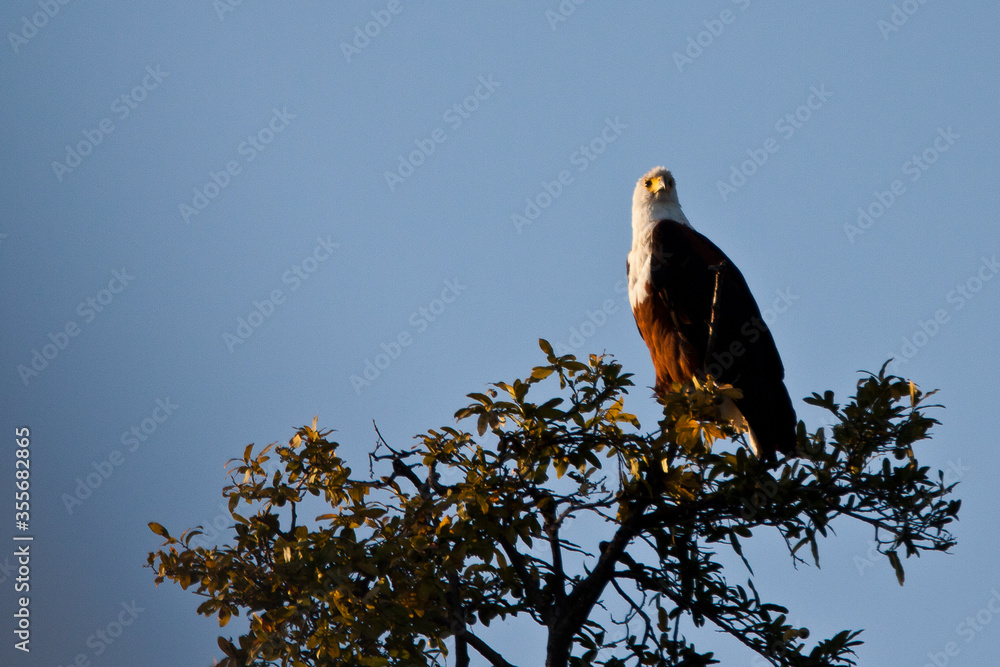Fototapeta premium fish eagle in a tree