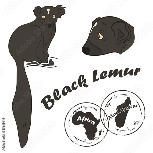 Black lemur vector image isolated on white background. Black lemur in full growth and head. Unique fauna of Madagascar. Eulemur macaco realistic color design. 