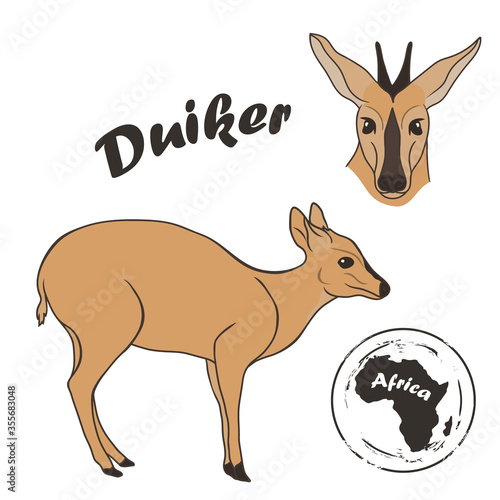 Duiker vector image isolated on white background. Duiker antelope in full growth and profile head. Animal of Africa. South African antelope. Medium-sized brown antelope native to sub-Saharan Africa. photo