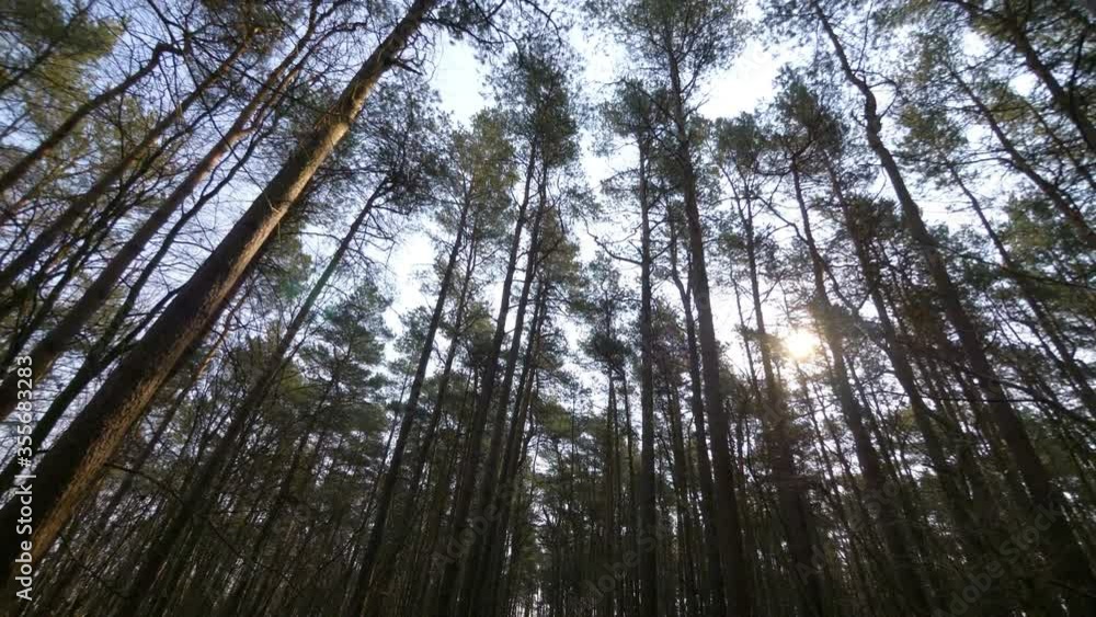 Walking in the forest in 4k slow motion 60fps Walking in the forest in 4k slow motion 60fps