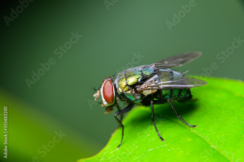 Leinwand Poster Macro Flies Blow fly Chrysomya megacephala, Green Bottle fly species in nature