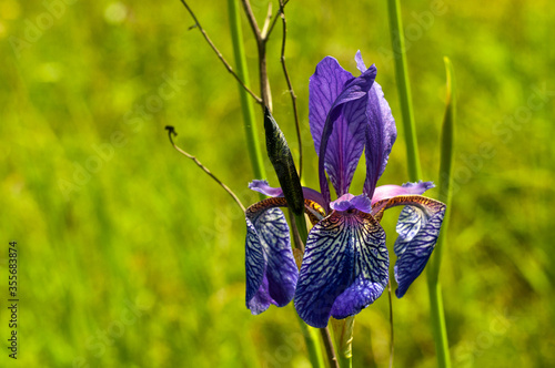 Wild Iris flower close-up outdoor photography photo