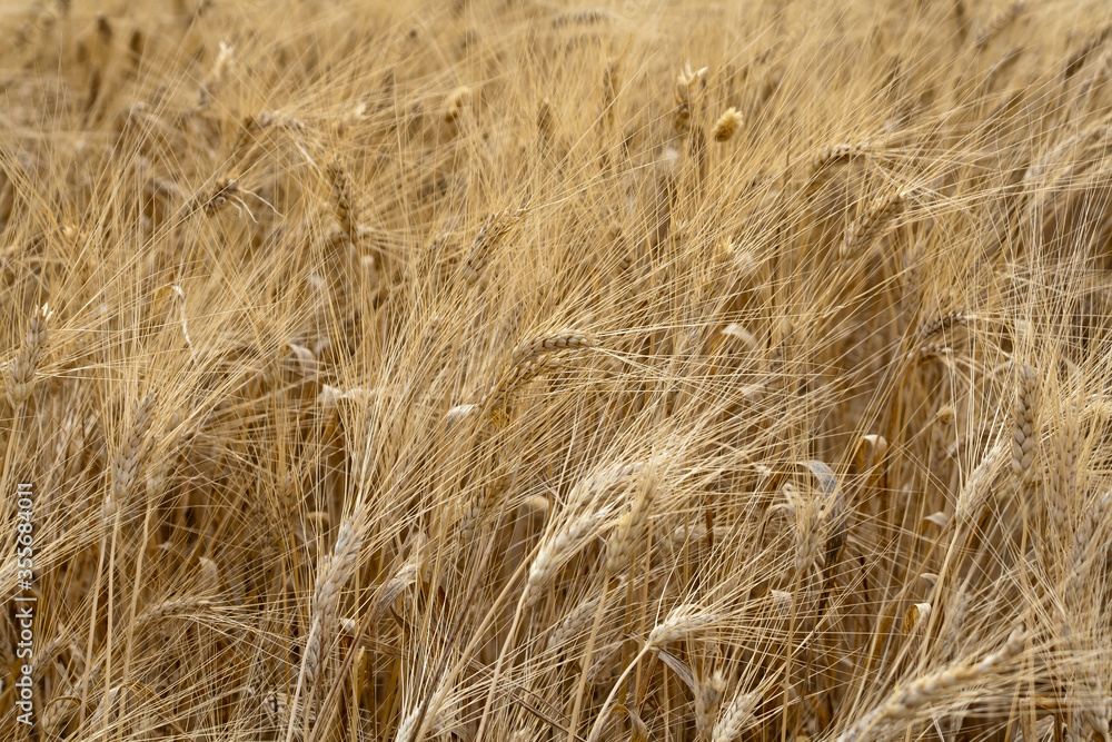 Texture of ripe ears of wheat growing in the field Texture of ripe ears of wheat growing in the field