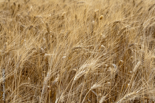 Texture of ripe ears of wheat growing in the field © Olga