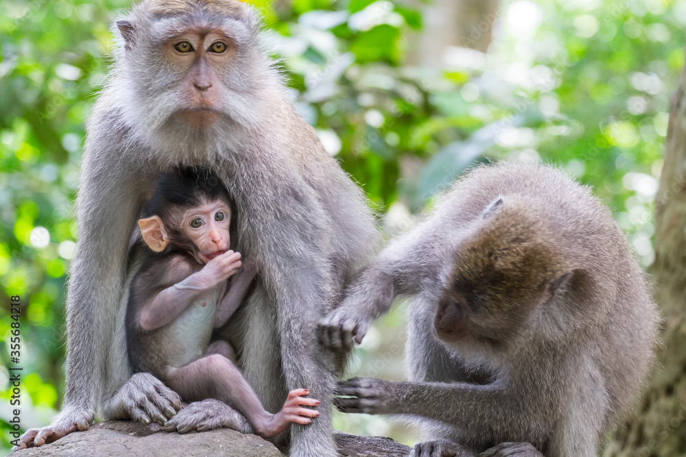 Obraz premium Group of crab-eating macaques (Macaca fascicularis). Adult monkey grooms female holding baby sticking to her chest. Social grooming between animals concept. Bali, Indonesia