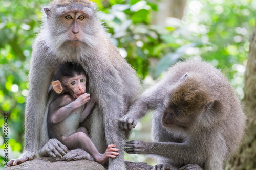 Group of crab-eating macaques (Macaca fascicularis). Adult monkey grooms female holding baby sticking to her chest. Social grooming between animals concept. Bali, Indonesia