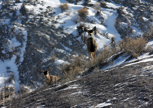 Mule deer in Badlands South Dakota