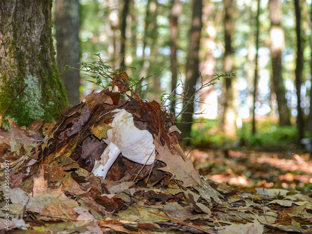 Obraz premium Mushroom growing and pushing through leaves on the forest floor