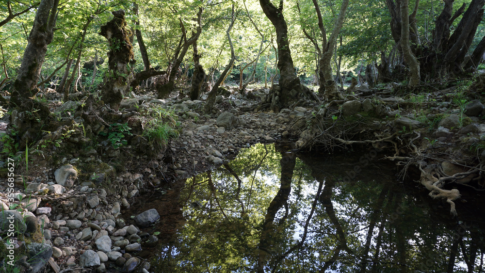 Reflection of trees in the forest, background Reflection of trees in the forest, background