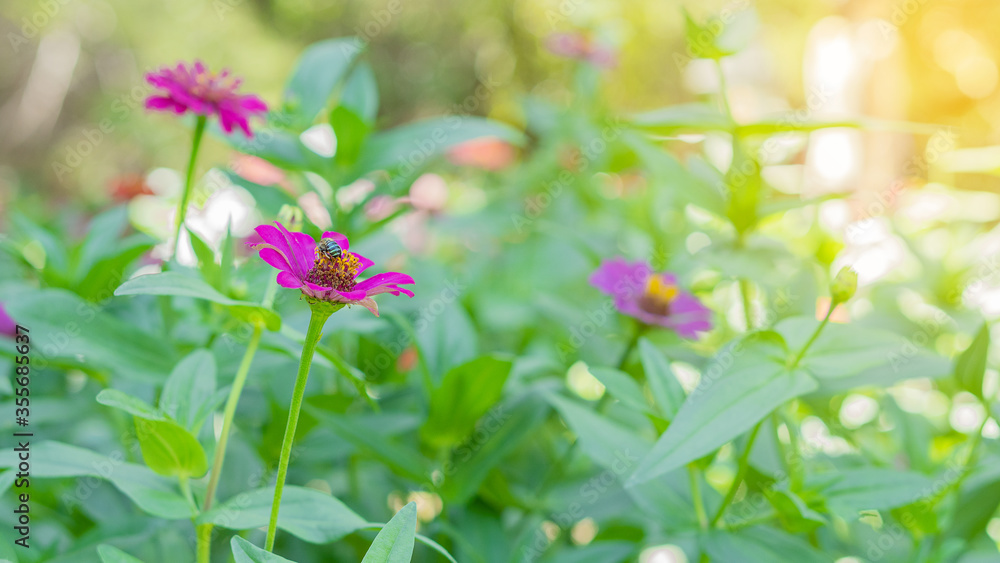 Obraz premium Many bright pink zinnia flowers in the garden are beautiful and pale orange.