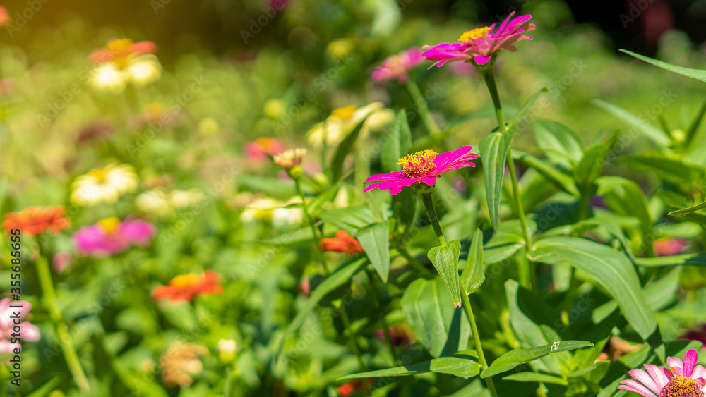 Many colorful zinnia flowers in the garden beautifully and light orange. Many colorful zinnia flowers in the garden beautifully and light orange.