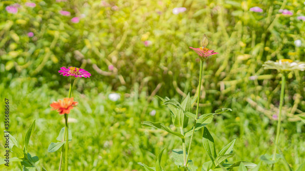 Zinnia flowers that are colorful in the garden and have butterflies stuck on them. Zinnia flowers that are colorful in the garden and have butterflies stuck on them.