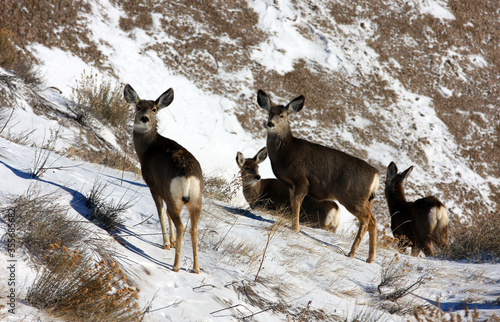 Mule deer in Badlands South Dakota