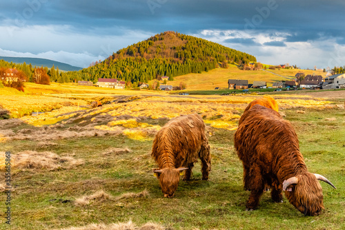 Highland cattle - Scottish breed of rustic cattle in Jizerka village with Bukovec mountain on the background. Jizera Mountains, Czech Republic photo