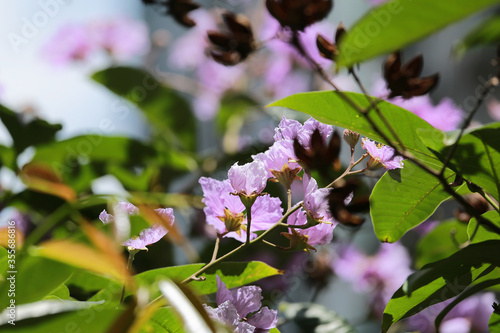 The beautiful of purple Handroanthus chrysotrichus blossom. photo