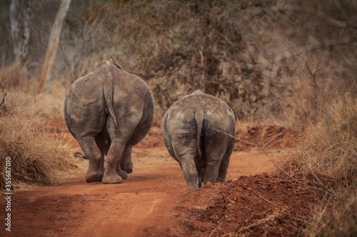 rhinos in the wild from the back