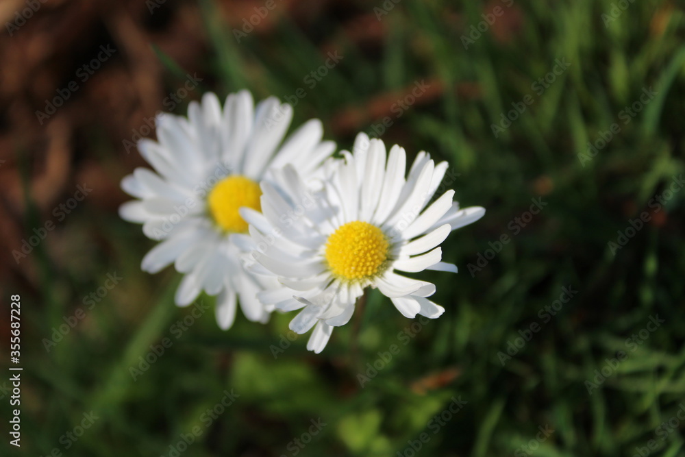 Tiny daisy flowers bloom in a field Tiny daisy flowers bloom in a field