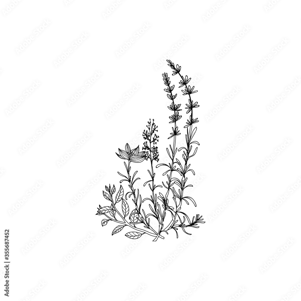 hand drawn of medicinal plants hand drawn of medicinal plants