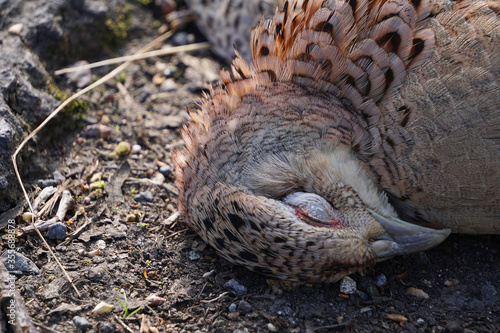 A juvenile common buzzard lying dead by the side of a road after being hit by a car