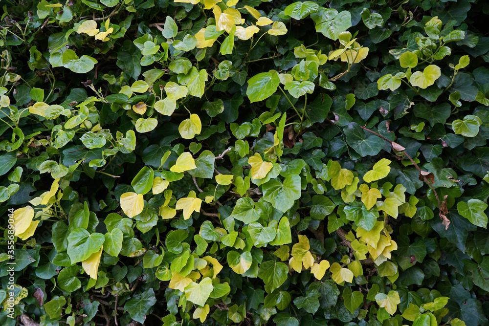A background of bright green ivy leaves A background of bright green ivy leaves
