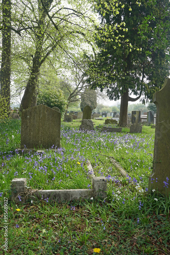 Fototapeta A corner of a quiet churchyard in England with bluebells
