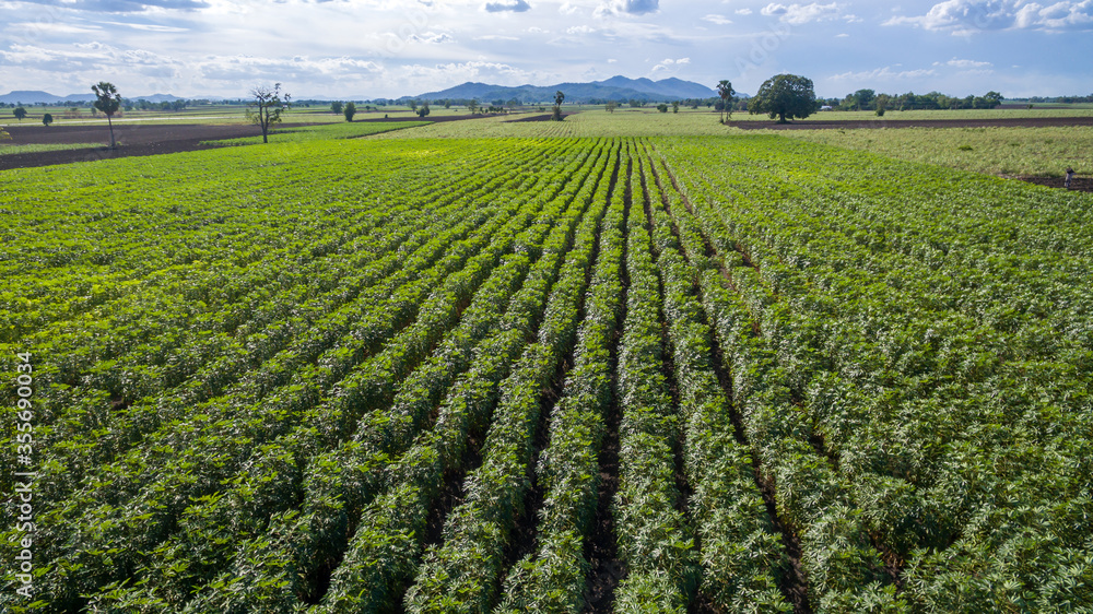 Aerial view Rows of cassava in farm pattern. Copy space for background. Aerial view Baby cassava or manioc plant on field. Cassava field for natural background take photo with drone. Aerial view Rows of cassava in farm pattern. Copy space for background. Aerial view Baby cassava or manioc plant on field. Cassava field for natural background take photo with drone.