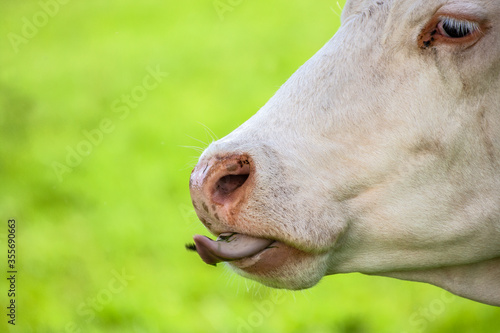Kuh mit Zunge