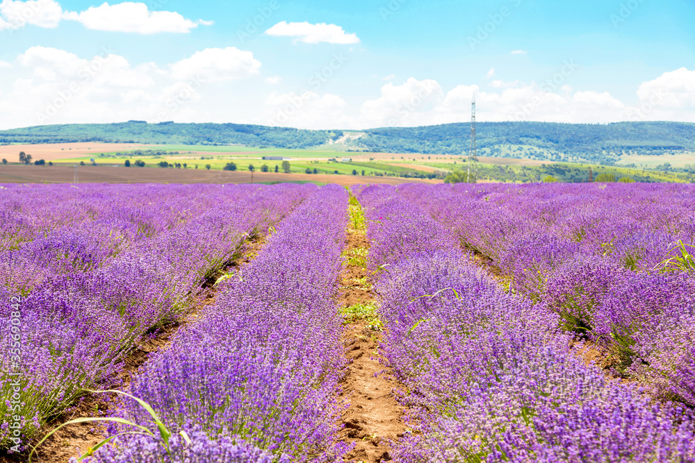 Beautiful Lavender on a field in Provence, France