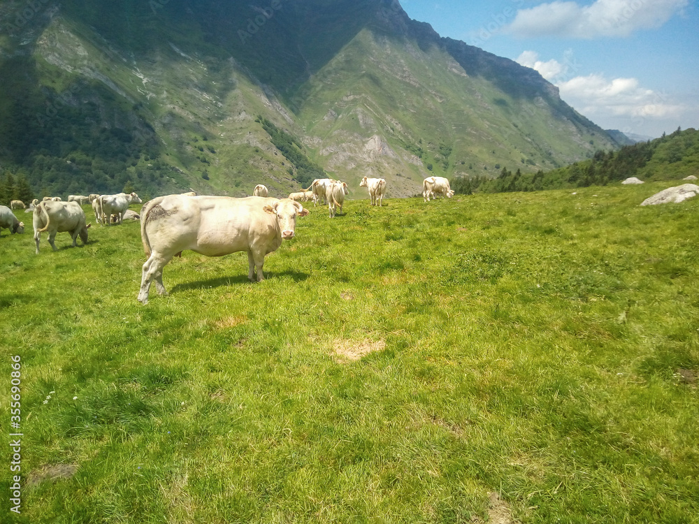 white cows grazing on grassy green field