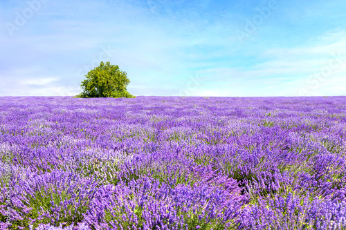 Beautiful Lavender on a field in Provence  France with a tree in the background and copy space