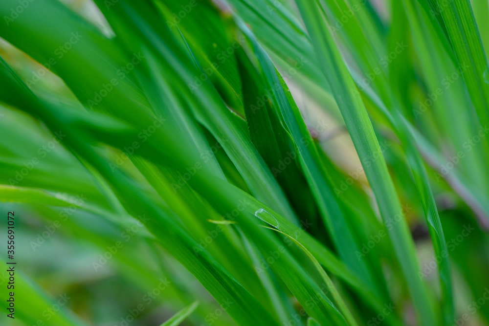 Green grass background with blurred wind effect Green grass background with blurred wind effect