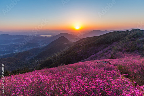 The sun is rising on a mountain full of flowers. 