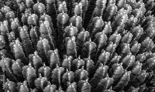 Cactus plant field in black and white photo