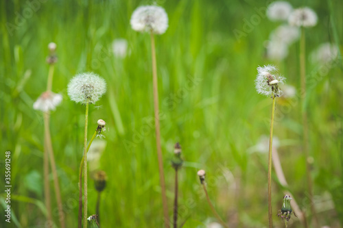 Two dandelions in focus on the meadow. The symbol of spring. Amazing meadow with wildflowers. Beautiful rural landscape in perspective.