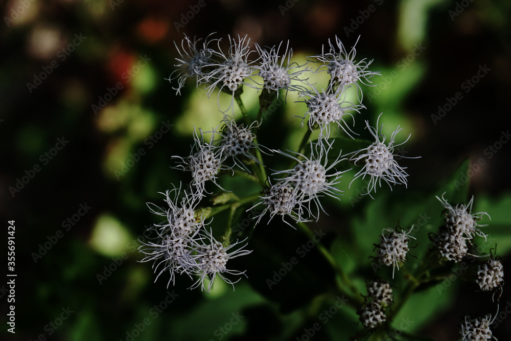 White flower of Chromolaena odorata or known as Christmas bush flower White flower of Chromolaena odorata or known as Christmas bush flower