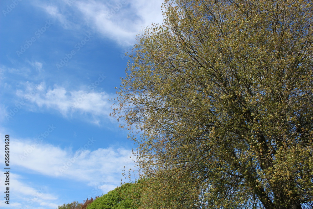 Fresh new leaves brighten from spring sunshine against a blue sky 