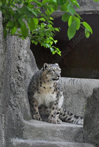 Snow leopard on the mountain under a tree branch