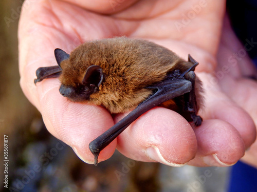 Pipistrelle Bat (Pipistrellus pipistrellus) held in a hand to give an indication of size photo
