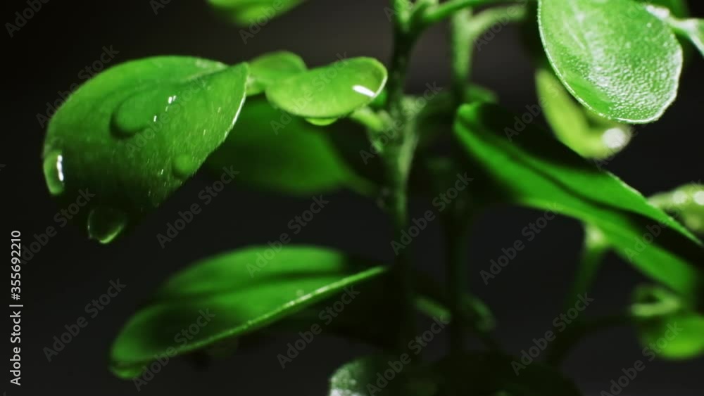 Macro rain drops. Nature freshness. Water dripping on green lush seedling leaves on dark background. Macro rain drops. Nature freshness. Water dripping on green lush seedling leaves on dark background.