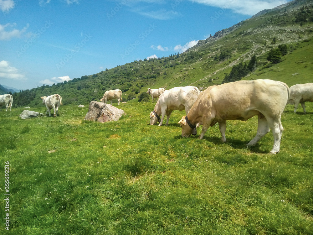 white cows grazing on grassy green field