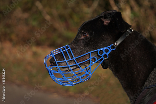 Valokuvatapetti Close up of the head of a large greyhound dog wearing a blue muzzle