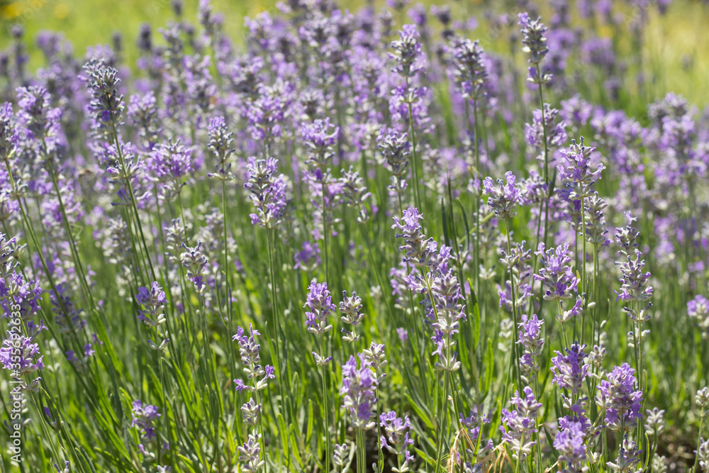 Lavender flowers. Beautyful blossoming garden Lavender flowers. Beautyful blossoming garden