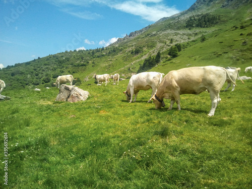 white cows grazing on grassy green field in the mountain