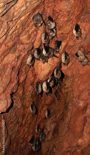 Sleeping bats group in cave, brown background